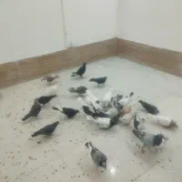 کفتر|پرنده|مشهد, کشف|دیوار