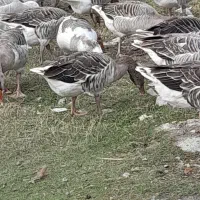 فروش غاز محلی|حیوانات مزرعه|فریدونکنار, |دیوار