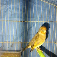 دورگ|لباس|کوهدشت, |دیوار