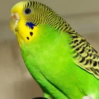 مرغ عشق سبز رنگ گمشده
