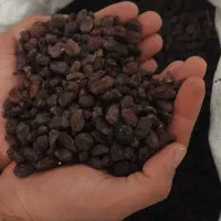 کشمش به قیمت عمده وجزئی