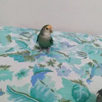 طوطی برزیلی سالم|پرنده|مشکیندشت, |دیوار