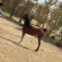 کره مادیون اسب|اسب و تجهیزات اسب‌سواری|خمینی‌شهر, |دیوار