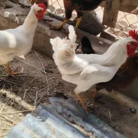 نوچه خروس محلی اصل