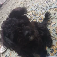 سگ شیتزو|سگ|مشهد, شهید آوینی|دیوار