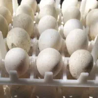 تخم نطفه دار بوقلمون از نژاد مرغ و خروس سنگین وزن|حیوانات مزرعه|سیرجان, |دیوار