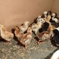 جوجه دورگه گلپایگان گلین|حیوانات مزرعه|دهگلان, |دیوار