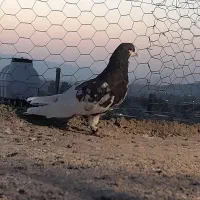 پرنده|پرنده|شیراز, کفترک|دیوار