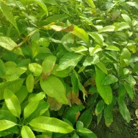 نهال انبه پاکستانی بذری عمده رودان