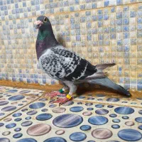 پلاکی درجه یک