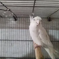 عروس هلندی آلبینو|پرنده|خورموج, |دیوار