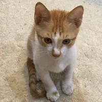 واگذاری بچه گربه