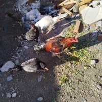 مرغ و خروس لاری