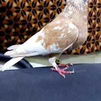 طاقی|پرنده|آران و بیدگل, |دیوار