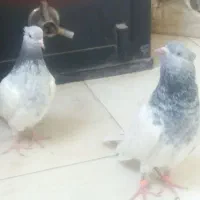 کبوترالماسی