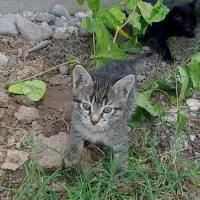 بچه گربه رایگان|گربه|رشت, حومه رشت|دیوار