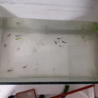 اکواریوم با ماهی و وسایل