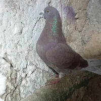 کفتر یا کبوتر باخت دادم و گم شده|حیوانات|بوکان, |دیوار