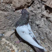 ...|پرنده|داراب, |دیوار