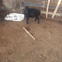 بره   ( بز میش قوچ)