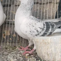 نر شامی کاکلی