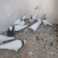 10تاکفترملقی