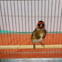 سهره نر طوق دار بخون|پرنده|تهران, والفجر (افسریه)|دیوار