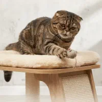 واگذاری گربه های نژاددار به علت بیماری خودم