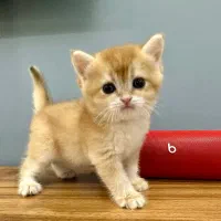 بچه گربه بریتیش گلد خالص