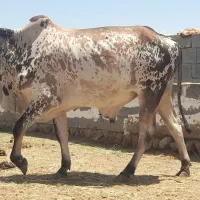 فروش گاو