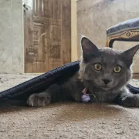 راشن بلو اصیل|گربه|قم, نیروگاه|دیوار