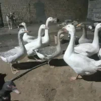 همه سالم و واکسن خورده