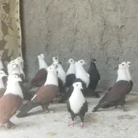 رنگی کاکلی کلاغ