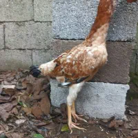 مرغ لاری ۲ عدد خروس مشکی|حیوانات مزرعه|رشت, لاکان|دیوار