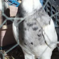 طوقی|پرنده|دهاقان, |دیوار