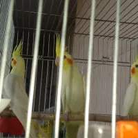 فروش طوطی عروس هلندی