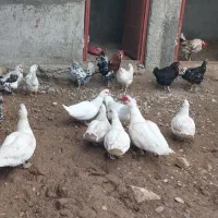 اردک اسرائیلی ۲ ساله ۵ عدد