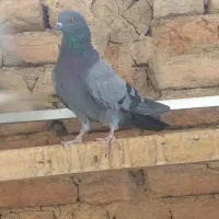 گرفتنی ۷تا|پرنده|قم, نوبهار|دیوار