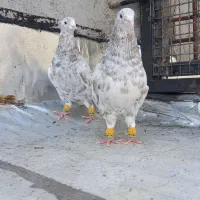 کبوتر کوهی کرم