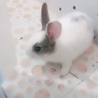 خرگوش خوشگل کوچولو