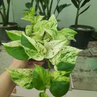 گل و گیاه آپارتمانی