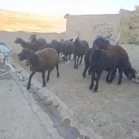 12راس بره ماده قزل افشار|حیوانات مزرعه|مهربان, |دیوار