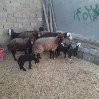 میش و بره گوسفند|حیوانات مزرعه|زاغه, |دیوار