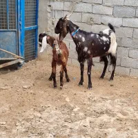 بز بزغاله دار دوقلو زا