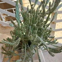 گل و گیاه طبیعی|گل و گیاه طبیعی|جم, |دیوار