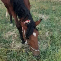 مادیان با کره نر