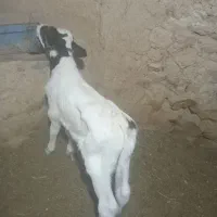 لبنیات محلی گاو شیری