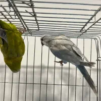 طوطی راهب سبز پسته ای و بلو اسکای|پرنده|آمل, |دیوار