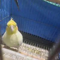 فروش فوری عروس هلندی و مرغ عشق|پرنده|شهرضا, |دیوار