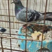 کبوترجفت پلاکی باجوجه|پرنده|کیانشهر, |دیوار